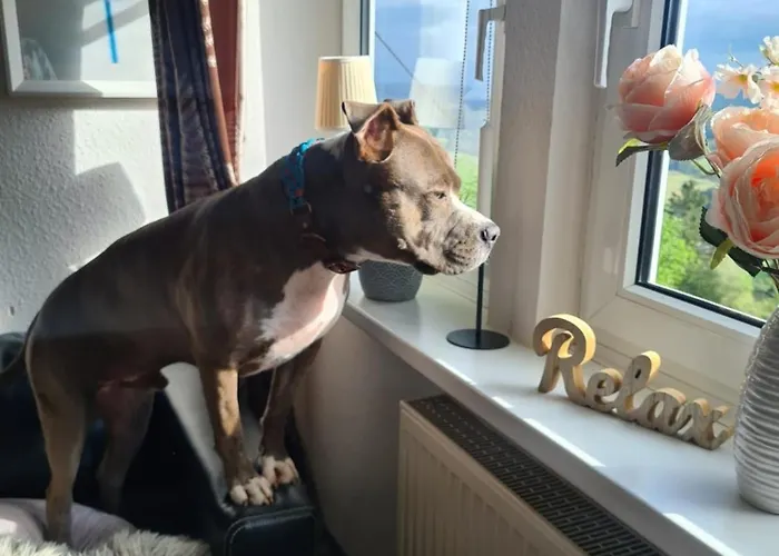 公寓 Dorfliebe Doernberg Waldblick 贝斯特维格